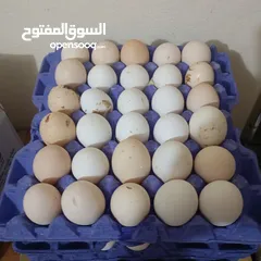  1 بيض مزرعه نظيف نظيف