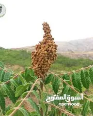  3 السماق الجاف والعضوي