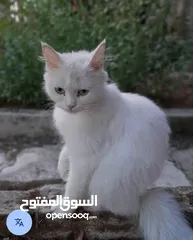  6 قطط لتبني بشروط