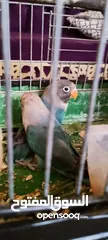  4 موجود جوز فيشر برو