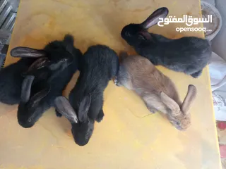  5 ارانب بابيون