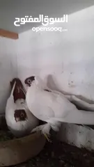  21 متاح  جواز  حمام الماني  كلو شغال جوز بلوني احمر تحته بيض وطيره مزهوراي حمره مع فرخها  وطيره مسوداي