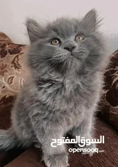  5 متوفر قطط للبيع