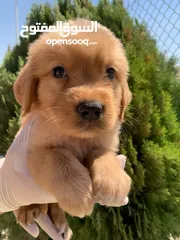  4 جولدن ريتريفر Golden retriever