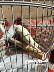  3 أربع عصافير بادجي مع الأكل و القفص