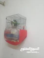  5 عصافير جنه 20 جوزه مكينة إنتاج مشالله  جوزين حب منتج