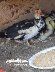  10 طيور للبيع بغرض نقل مكان السكن