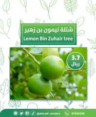  12 شتلات وأشجار الليمون لیموں من مشتل الأرياف  أسعار منافسة  الأفضل في السوق