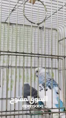  3 للبيع: عصافير حب بصحة ممتازة، في منهم تحتهم بيض!