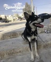  3 كلب هاسكي سايبيري