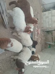  4 عبر عمر 3 شهور  عدد9