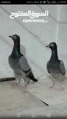  8 حمام شلبي جواز نخب أول