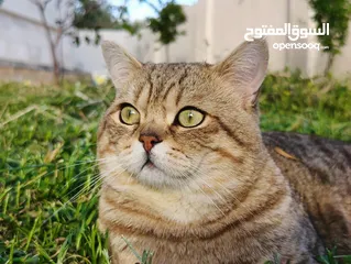  2 موجود ذكر سكوتش عمره سنه وشوي وطالب تزاوج مطلوب انثى لي تزاوج في جرش بدون مقابل مش للبيع او لتبني