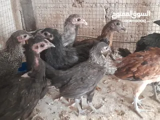  1 موجود تسع فرخات بلديات صحه ونظافه   والشر ما بقصر معاه