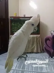 8 كوكاتو غوفن سوبر جامبو ررراقص أليف جدا تم تنزيل السعر لل370 وتمديد العرض  لاول ايام العيد تابع الوصف
