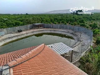  7 مزرعه مثمره للبيع