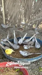  22 Dove bird pigeon دوف مكس للمهتمين للتربية منتج