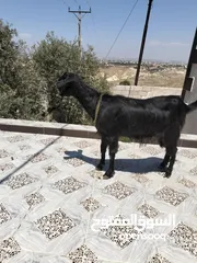  2 عنز شاميه عشار قريب الأربع شهور فحص جهاز سن ريشة الحبة