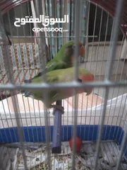  1 ببغاء روز اخضر جوز بسعر مناسب