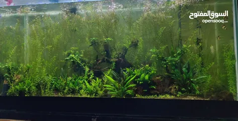  2 Rotala plants for sale
