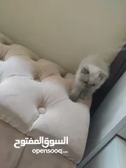  4 قط هملايا ذكر