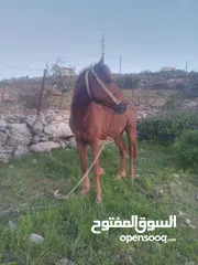  1 حصان للبيع