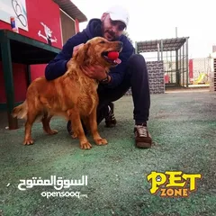  15 احجز لاقامه كلبك وراحته