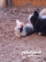  2 أرانب أنجورا دم صافي اعمار مختلفه