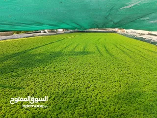  7 ازولا الاردنيه