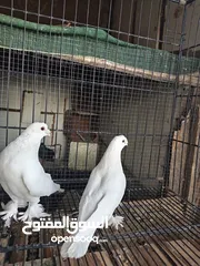  11 جوزين بلوني الاماني  وجوز كشكي الطيره بواقي 6  6 فحول مكاوي  وجوز مكاوي ابيض جوز منفاخ قلم وجوز
