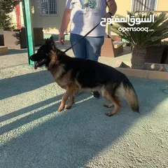  4 كلاب جيرمن شيبرد وجولدن ريتريفر مدربين وغير مدربين