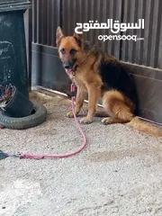  1 انثي جيرمن شيبرد ورك لاين