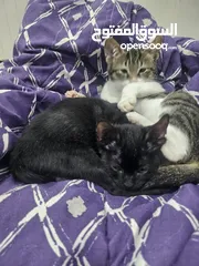  2 adoption for kittems