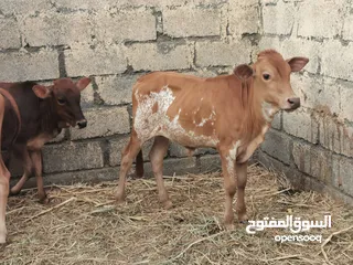  2 ثور عماني 4 شهور للبيع