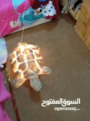  4 سلحفاة حدائق مضيئه للبيع