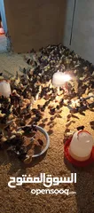  2 صوص بلدي نخب أول