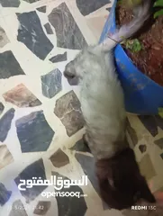 5 قطه هيمالايا اليفه الموقع عجلون كفرنجه الشراء يرن