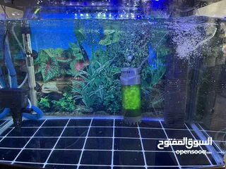  6 Fish aquarium