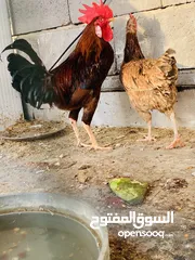  1 اقره الوصف