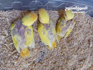  21 يتوفر ببغاء اليف زق يدوي  لوري اليف قرين شيك الي كوكتيل اليف  دره اليف  روز اليف  فشر اليف  حب اليف