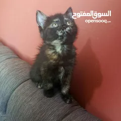  1 للتبني قطط سكوتش مكس