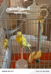  8 طيور حب مع فراخ عدد 2 للبيع بحاله ممتازه
