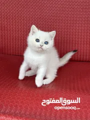  13 تشكيلة كبيره من قطط لسكوتش فولد  ( شاهد الاعلان كامل )