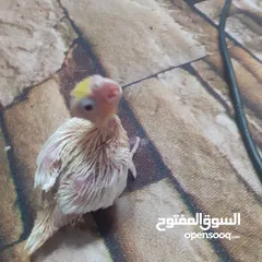  3 فراخ كوكتيل