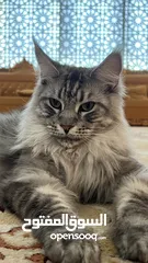  1 Main coon -male- Silver