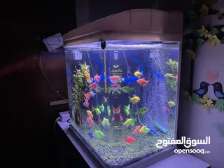  1 35 L aquarium tank,40 color full glow fish,heater,filter and oxygen motor