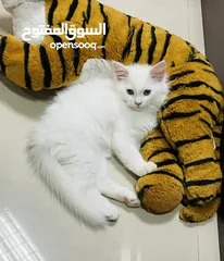  4 Pure Persian cat قطط شيرازي بيور