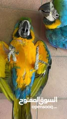  2 فرخ Blue and gold macaw