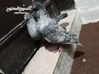  2 جوز قراقطه للبيع معهم فرخ