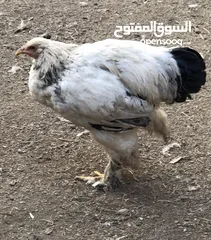  15 دجاج براهما